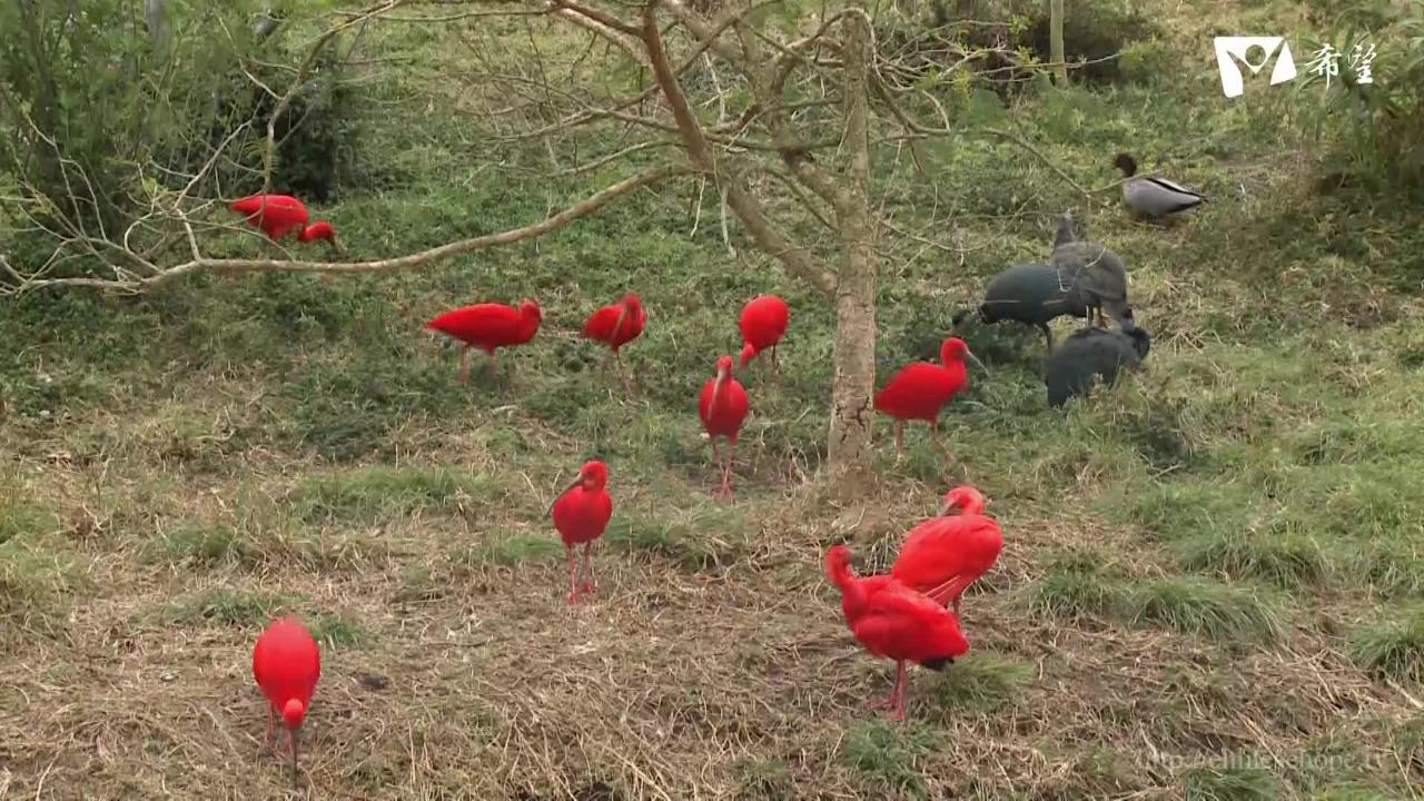 10.伊甸鳥園