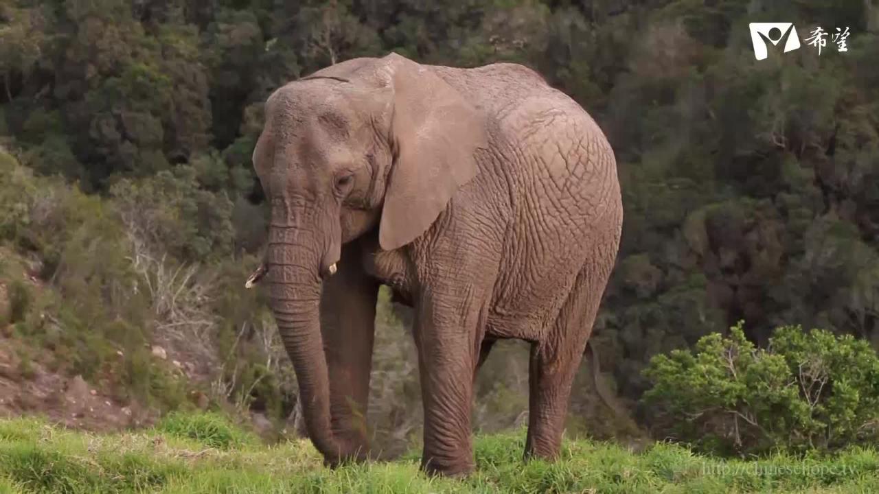 1.尼克斯納大象的神祕故事