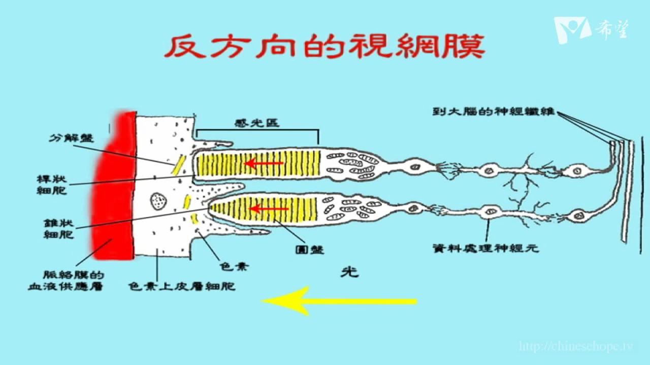 5. 达尔文与眼睛(下集)